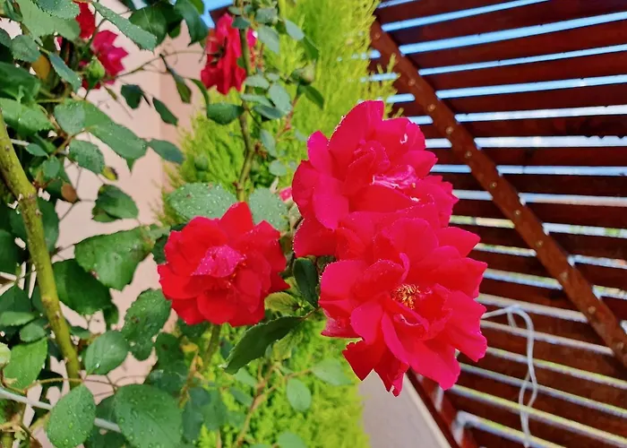 Rosinha Country House