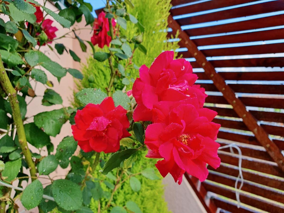 Rosinha Holiday home *